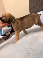 Teal Collar, a female Cane Corso for sale in Atlanta, GA – 2 of 4