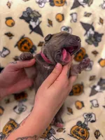 Dark Pink Collar- MoMo, a female Cane Corso for sale in Atlanta, GA – 2 of 6