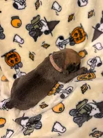Light pink Collar- Harley, a female Cane Corso for sale in Atlanta, GA – 3 of 6