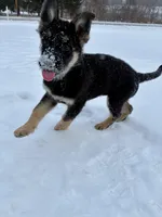 Maximus , a male German Shepherd Dog for sale in Charlevoix, MI – Photo 4 of 4