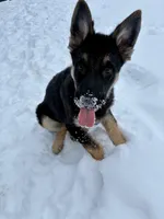 Maximus , a male German Shepherd Dog for sale in Charlevoix, MI – Photo 3 of 4