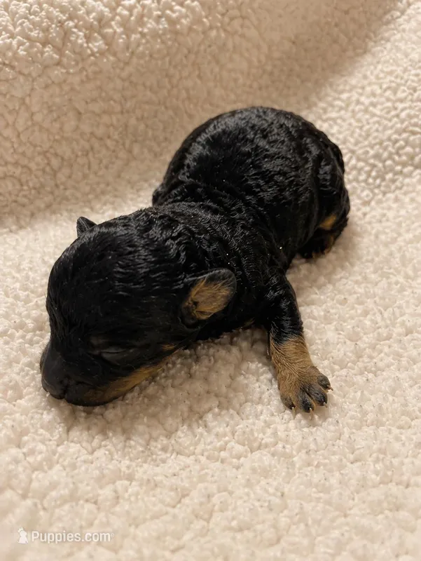 Pup 1  – Poodle - Toy  puppy for sale in Memphis, TN