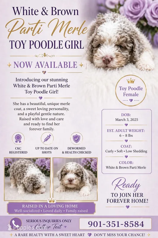 Nova – Poodle - Toy  puppy for sale in Memphis, TN