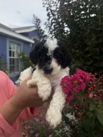 Cosmo, a male Cavapoo for sale in Orlando, FL – 3 of 6