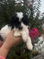 Cosmo, a male Cavapoo for sale in Orlando, FL – 5 of 6