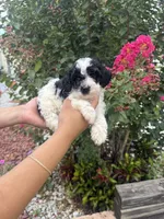 Cosmo, a male Cavapoo for sale in Orlando, FL – 6 of 6