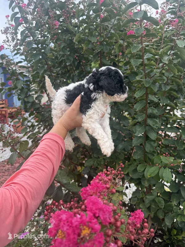 Cosmo – Cavapoo puppy for sale in Orlando, FL