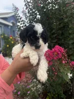 Cosmo, a male Cavapoo for sale in Orlando, FL – 4 of 6