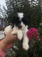 Cosmo, a male Cavapoo for sale in Orlando, FL – 2 of 6