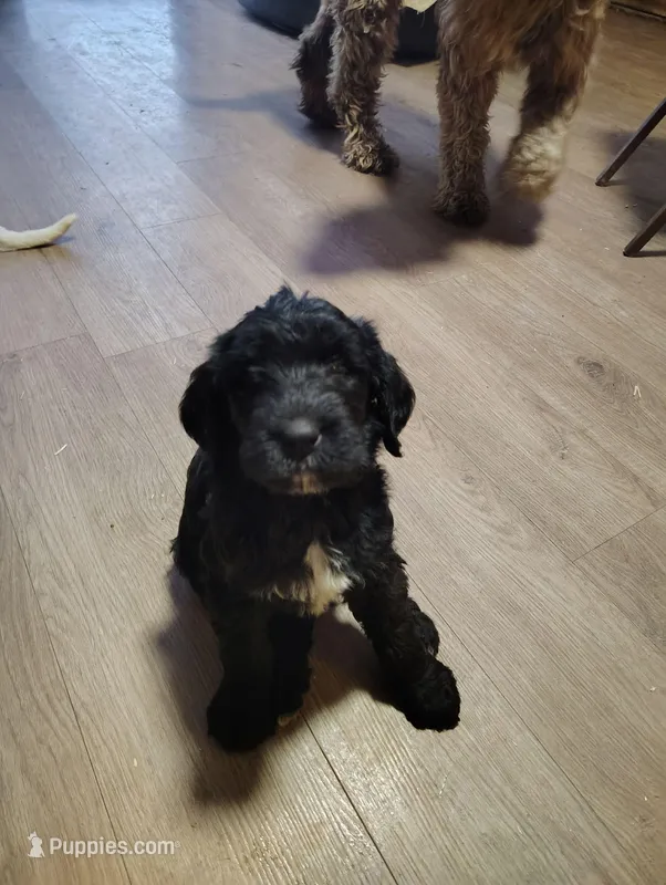 Gabe, a male Labradoodle for sale in Girard, OH – Photo 1 of 2
