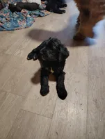 Gabe, a male Labradoodle for sale in Girard, OH – Photo 2 of 2