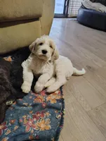 Sebastian, a male Labradoodle for sale in Girard, OH – Photo 4 of 4