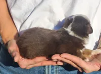 Sofia, a female Miniature Australian Shepherd and Toy Australian Shepherd for sale in Iberia, MO – 2 of 3