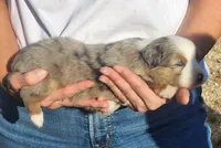 Sean, a male Miniature Australian Shepherd and Toy Australian Shepherd for sale in Iberia, MO – 2 of 3
