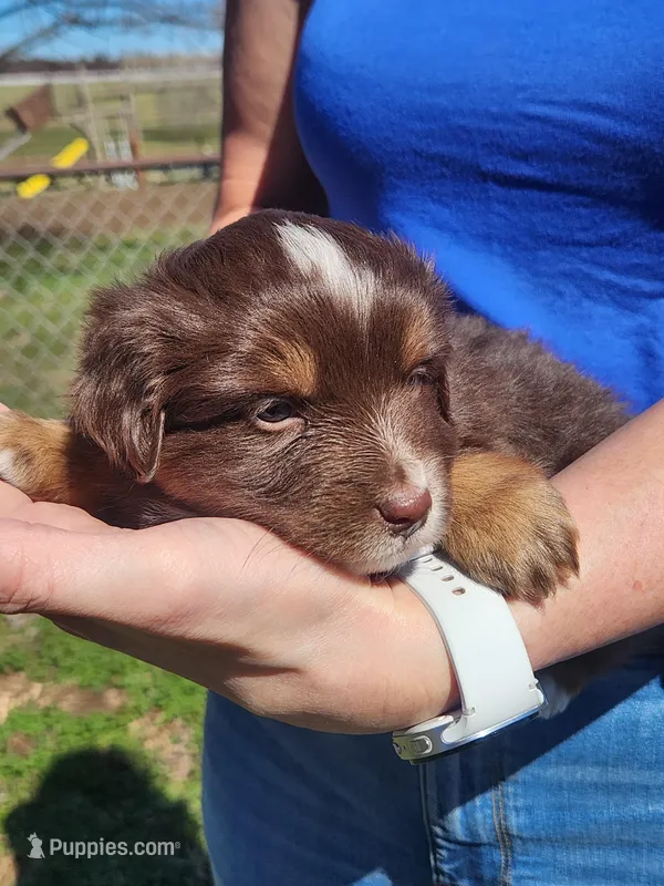 David – Toy Australian Shepherd, Miniature American Shepherd puppy for sale in Iberia, MO