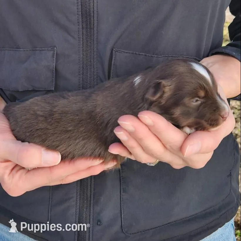 David, a male Toy Australian Shepherd and Miniature American Shepherd for sale in Iberia, MO – Photo 2 of 3