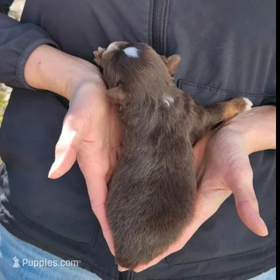 David, a male Toy Australian Shepherd and Miniature American Shepherd for sale in Iberia, MO – Photo 3 of 3