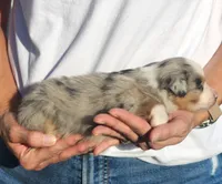 Sandra, a female Miniature Australian Shepherd and Toy Australian Shepherd for sale in Iberia, MO – 3 of 3