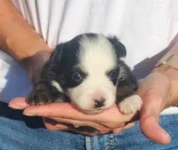 Simone, a female Miniature Australian Shepherd and Toy Australian Shepherd for sale in Iberia, MO – 1 of 3