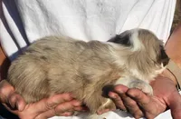 Scarlett, a female Toy Australian Shepherd for sale in Iberia, MO – 2 of 3