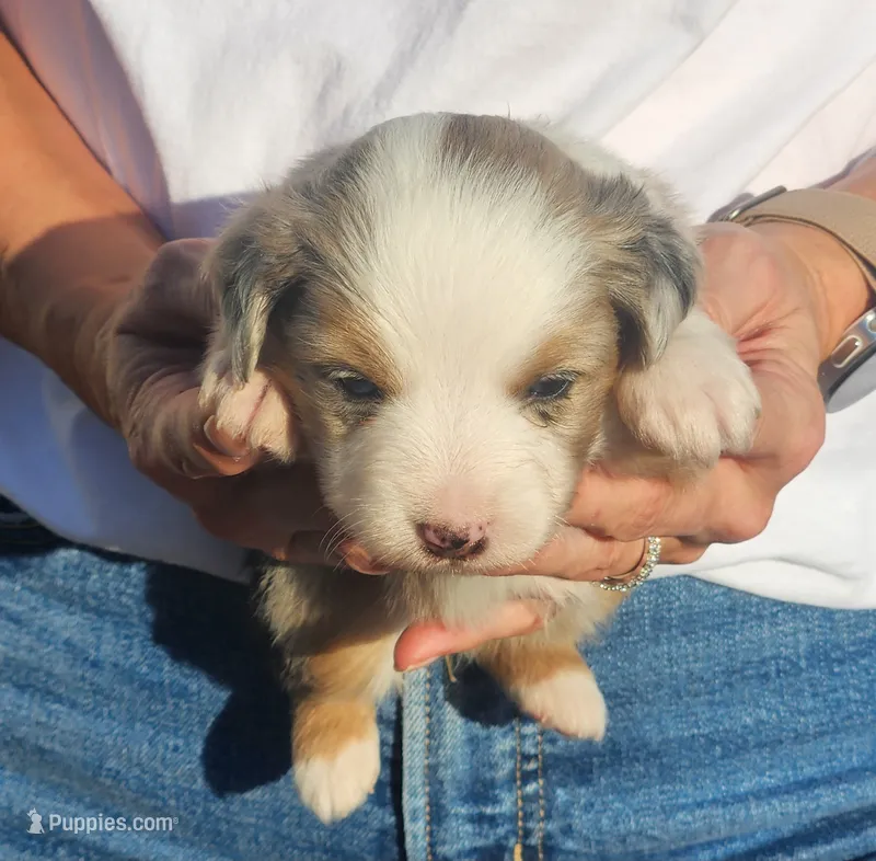 Susan – Toy Australian Shepherd puppy on hold in Iberia, MO