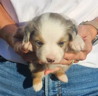 Susan, a female Toy Australian Shepherd for sale in Iberia, MO – 1 of 3