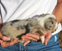 Susan, a female Toy Australian Shepherd for sale in Iberia, MO – 3 of 3