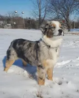Nancy , a female Toy Australian Shepherd and Miniature American Shepherd for sale in Iberia, MO – Photo 8 of 9