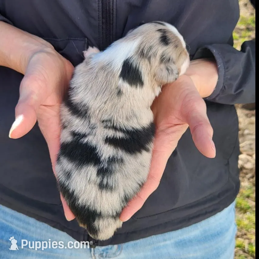 Nancy , a female Toy Australian Shepherd and Miniature American Shepherd for sale in Iberia, MO – Photo 3 of 3
