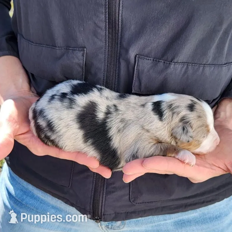 Nancy , a female Toy Australian Shepherd and Miniature American Shepherd for sale in Iberia, MO – Photo 2 of 3