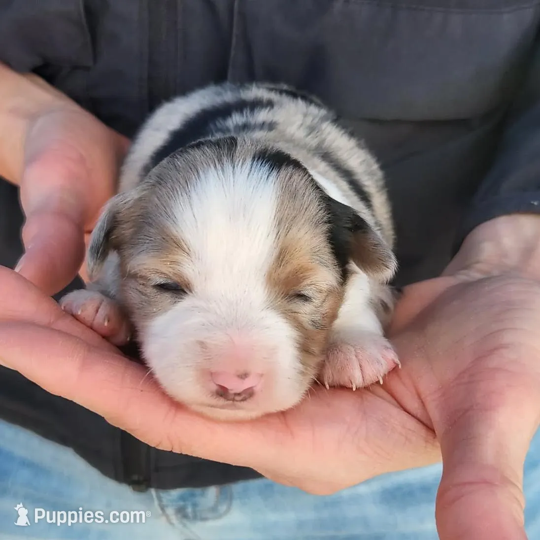 Nancy , a female Toy Australian Shepherd and Miniature American Shepherd for sale in Iberia, MO – Photo 1 of 3