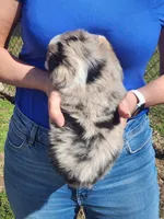 Nancy , a female Toy Australian Shepherd and Miniature American Shepherd for sale in Iberia, MO – Photo 6 of 9