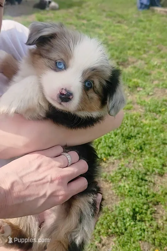 Nancy  – Toy Australian Shepherd, Miniature American Shepherd puppy for sale in Iberia, MO