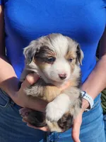 Nancy , a female Toy Australian Shepherd and Miniature American Shepherd for sale in Iberia, MO – Photo 3 of 9
