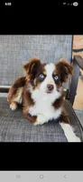 Nancy , a female Toy Australian Shepherd and Miniature American Shepherd for sale in Iberia, MO – Photo 9 of 9