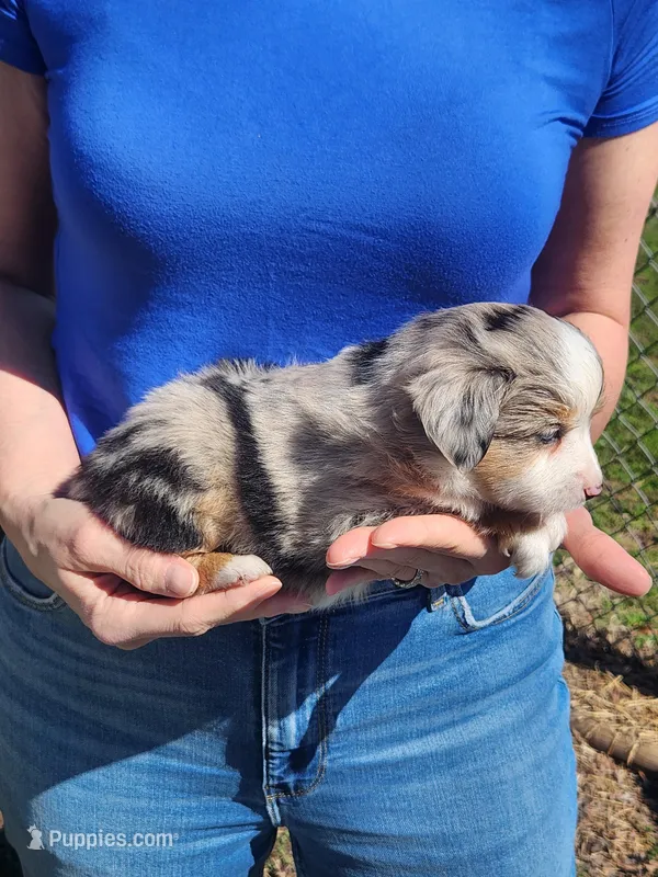 Nancy  – Toy Australian Shepherd, Miniature American Shepherd puppy for sale in Iberia, MO