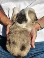 Scarlett, a female Toy Australian Shepherd for sale in Iberia, MO – 3 of 3