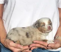 Cash , a male Toy Australian Shepherd for sale in Iberia, MO – 2 of 7