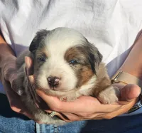 Sean, a male Miniature Australian Shepherd and Toy Australian Shepherd for sale in Iberia, MO – 1 of 3