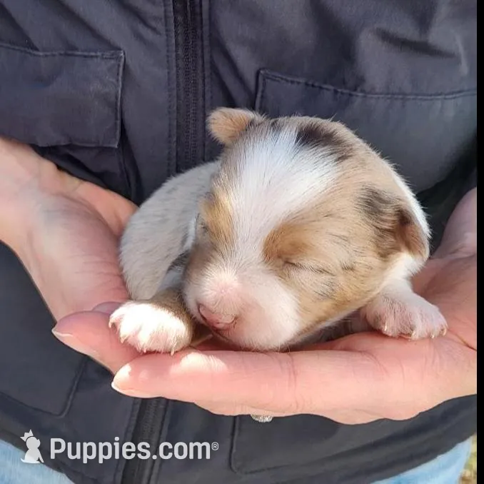 Joanie, a female Toy Australian Shepherd and Miniature American Shepherd for sale in Iberia, MO – Photo 4 of 4