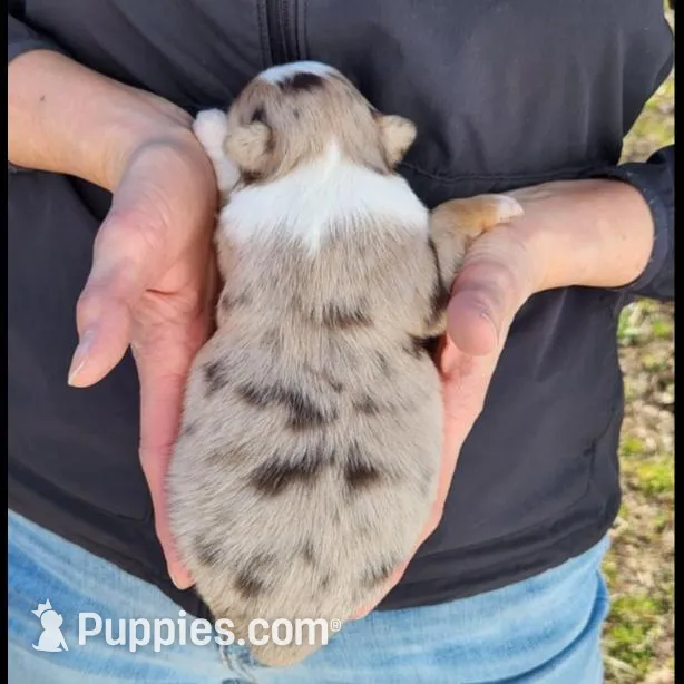 Joanie, a female Toy Australian Shepherd and Miniature American Shepherd for sale in Iberia, MO – Photo 3 of 4