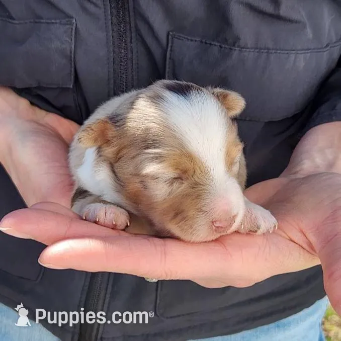 Joanie, a female Toy Australian Shepherd and Miniature American Shepherd for sale in Iberia, MO – Photo 1 of 4