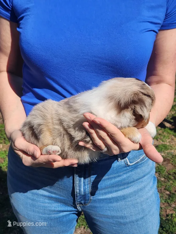 Joanie – Toy Australian Shepherd, Miniature American Shepherd puppy for sale in Iberia, MO