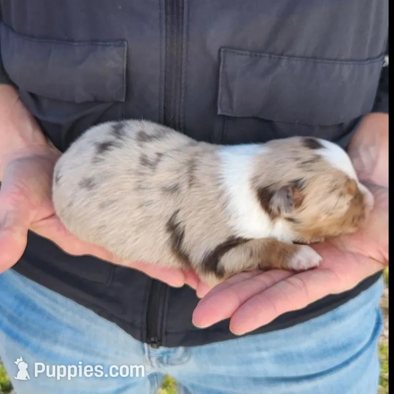Joanie, a female Toy Australian Shepherd and Miniature American Shepherd for sale in Iberia, MO – Photo 2 of 4