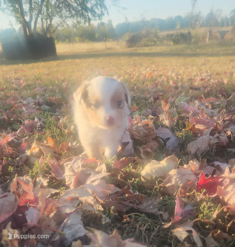 Cash  – Toy Australian Shepherd puppy for sale in Iberia, MO