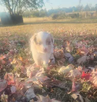 Cash , a male Toy Australian Shepherd for sale in Iberia, MO – 1 of 7