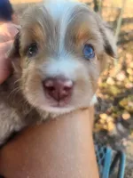 Tango , a male Toy Australian Shepherd for sale in Iberia, MO – 6 of 6