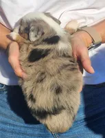Sean, a male Miniature Australian Shepherd and Toy Australian Shepherd for sale in Iberia, MO – 3 of 3