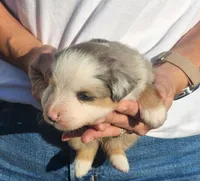 Sandra, a female Miniature Australian Shepherd and Toy Australian Shepherd for sale in Iberia, MO – 2 of 3