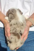 Cash , a male Toy Australian Shepherd for sale in Iberia, MO – 7 of 7